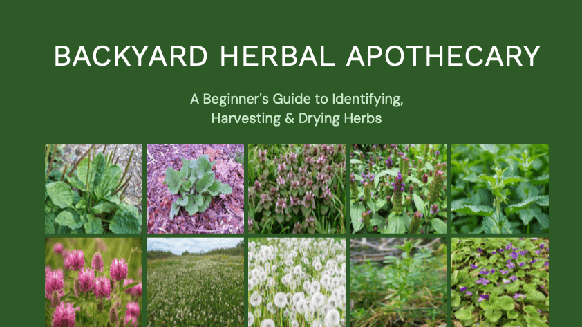 Backyard Herbal Apothecary Guide 