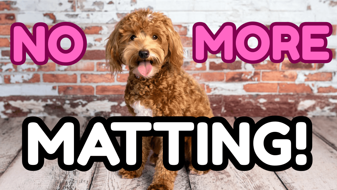 Matting 101: At-Home Coat Care for Pet Parents