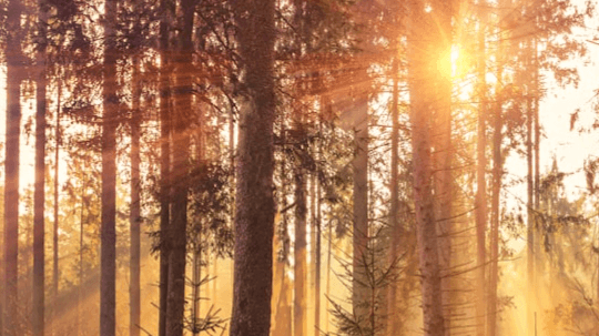 Your Forest Guardian Guide