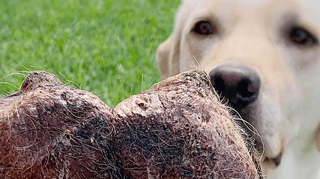 A Guide To Raw Feeding Your Canine