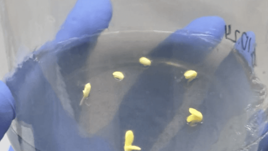 Rare bird seeds