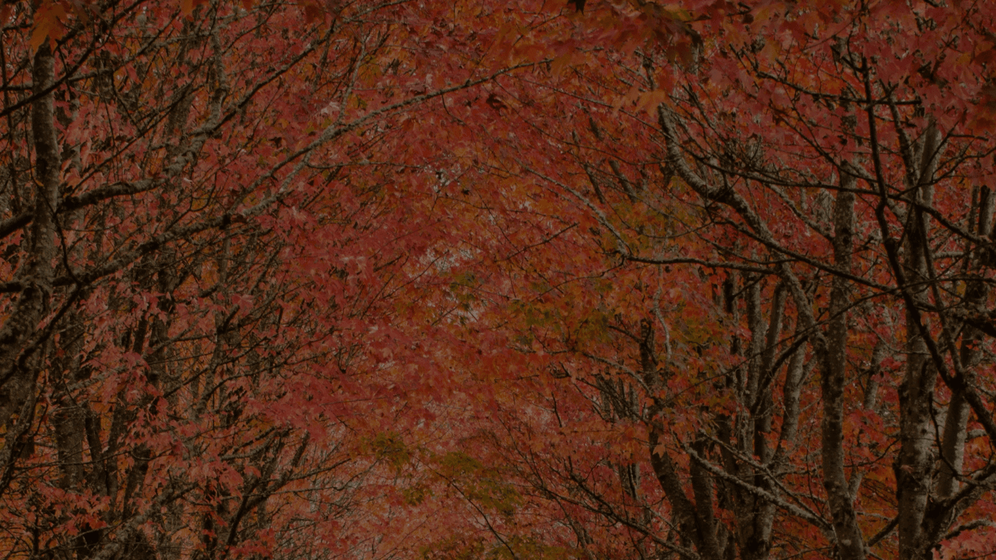 Fall Home Maintenance Guide 🍂