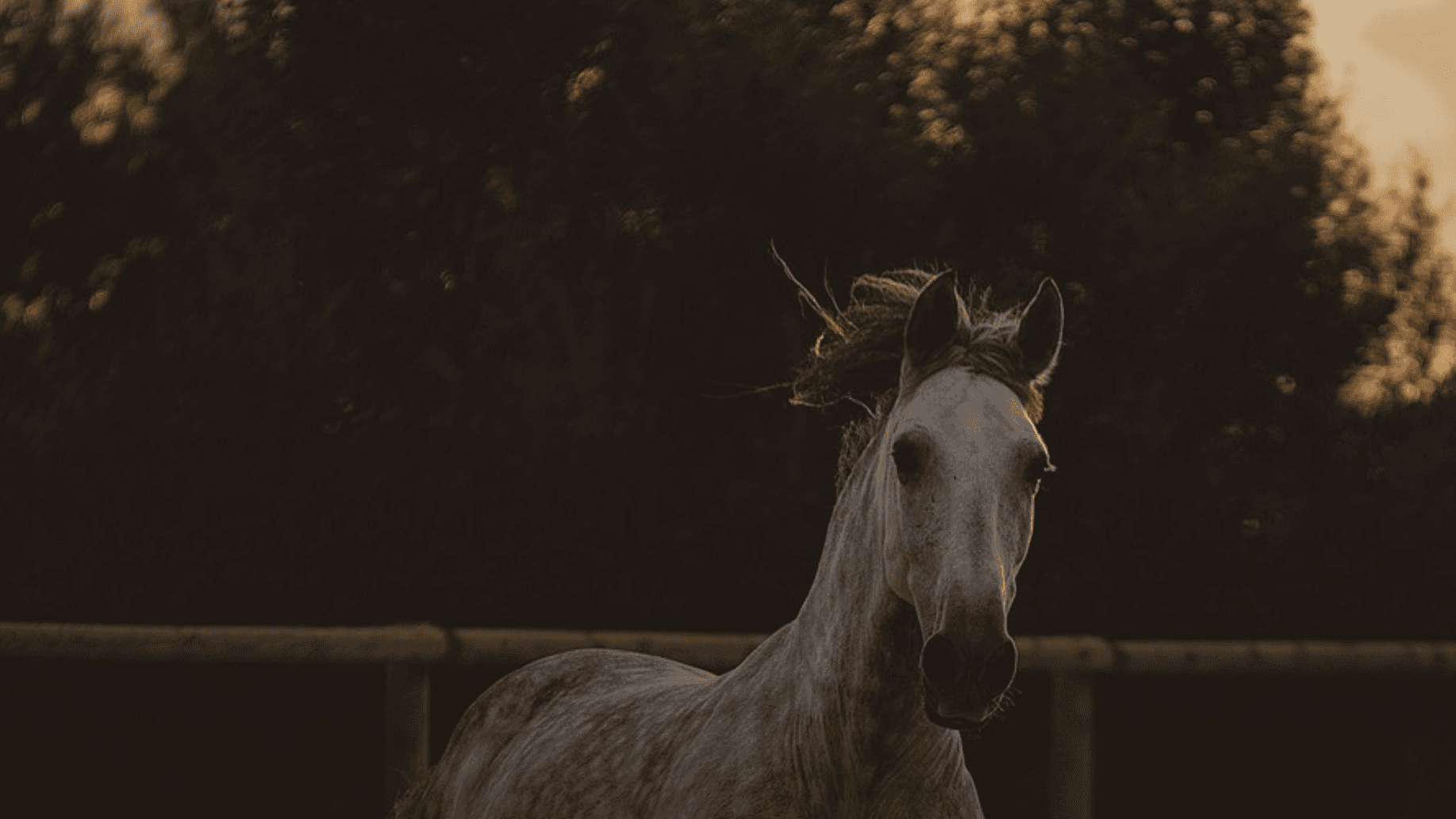 How to Buy a Horse Without Drama