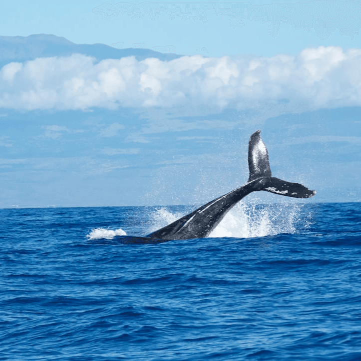 The Maui Companion