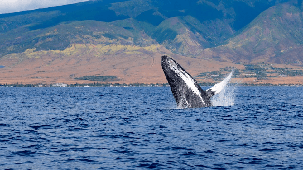 The Maui Companion