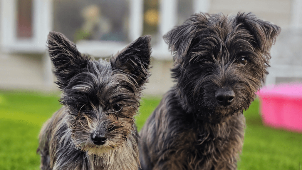 How to start a home doggie daycare!