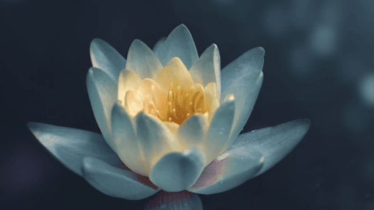 1-1 Ho'oponopono Meditation and Sound Healing