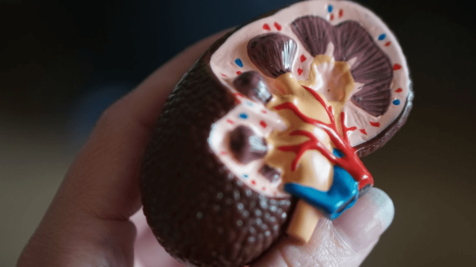 Your Kidney Numbers: Plain-English Extended Guide 