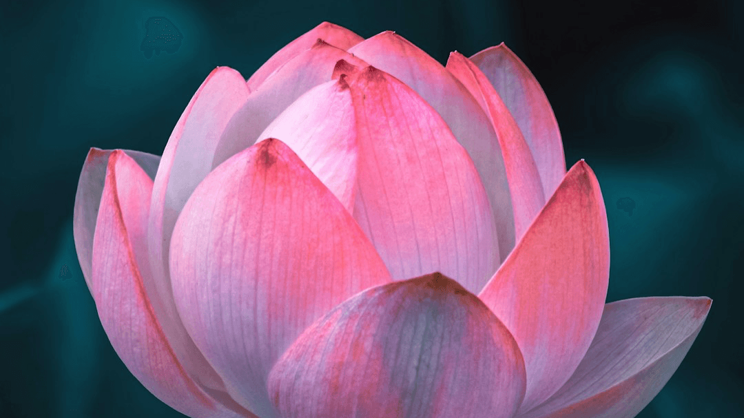 Return to Yourself with Nervous System Regulation 