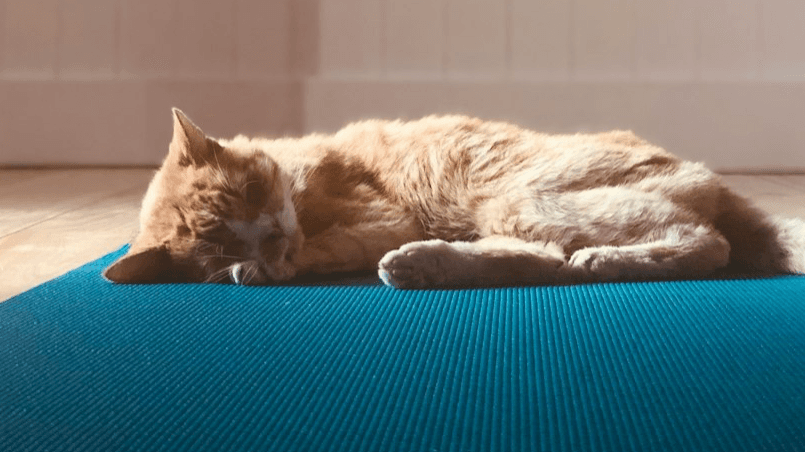 10 Minute Gentle Daily Movement Routine