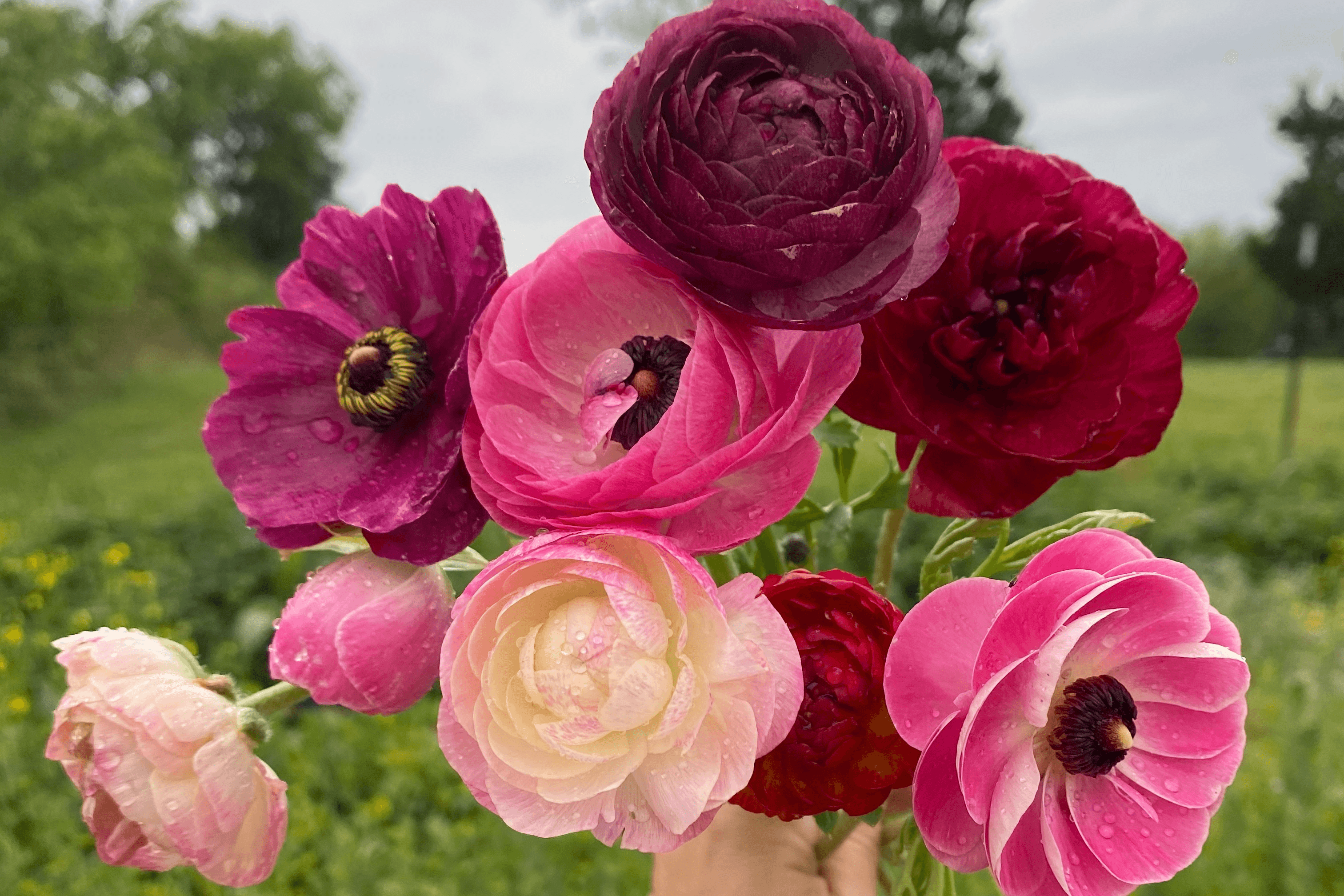  Ranunculus Growing Guide