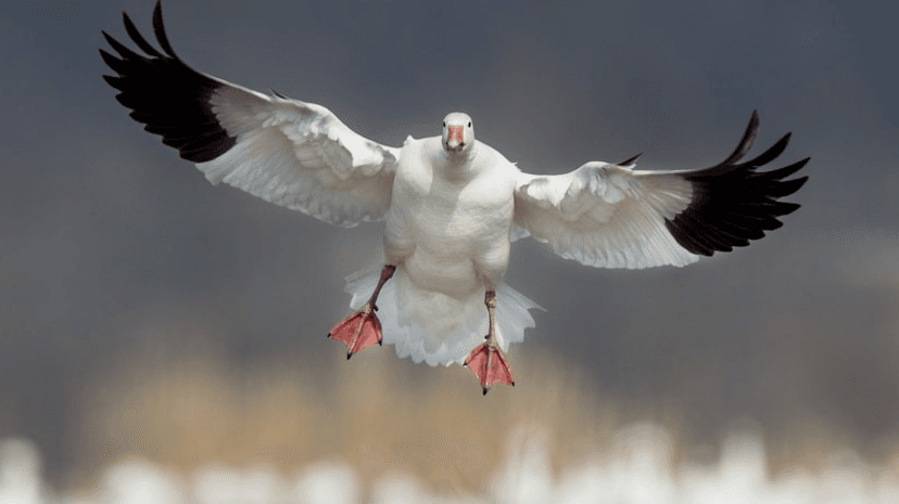 Fall Missouri Snow Goose Hunt 