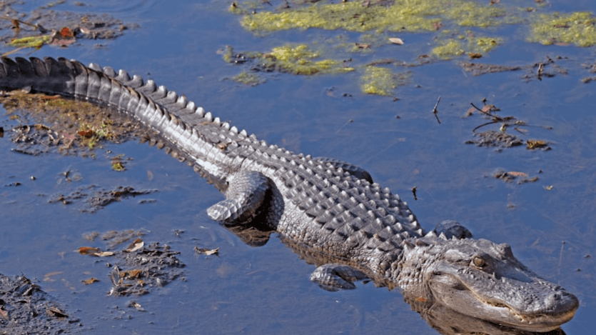 Women's Gator Hunt Florida 