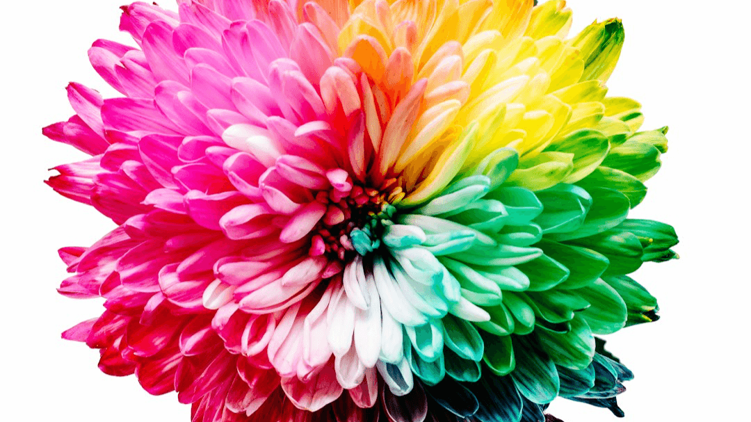 Book a 5D Reiki Healing Session