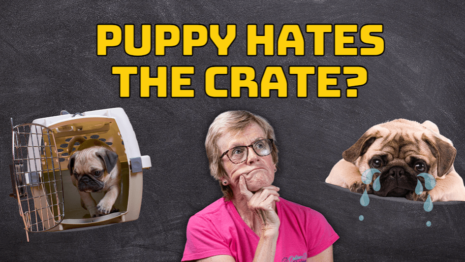 Crate Training a Puppy Checklist