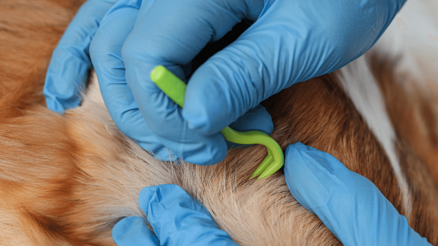 Tick Myths Busted