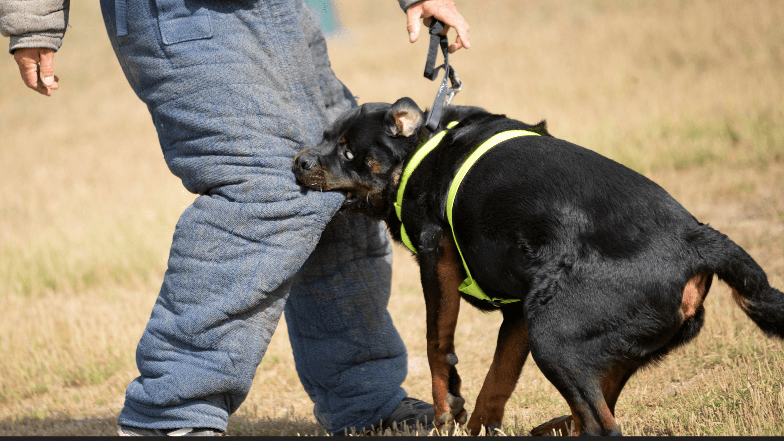 DOG BITE PREVENTION CHECKLIST