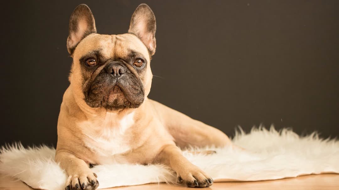 Dog training for only $49.99/month!