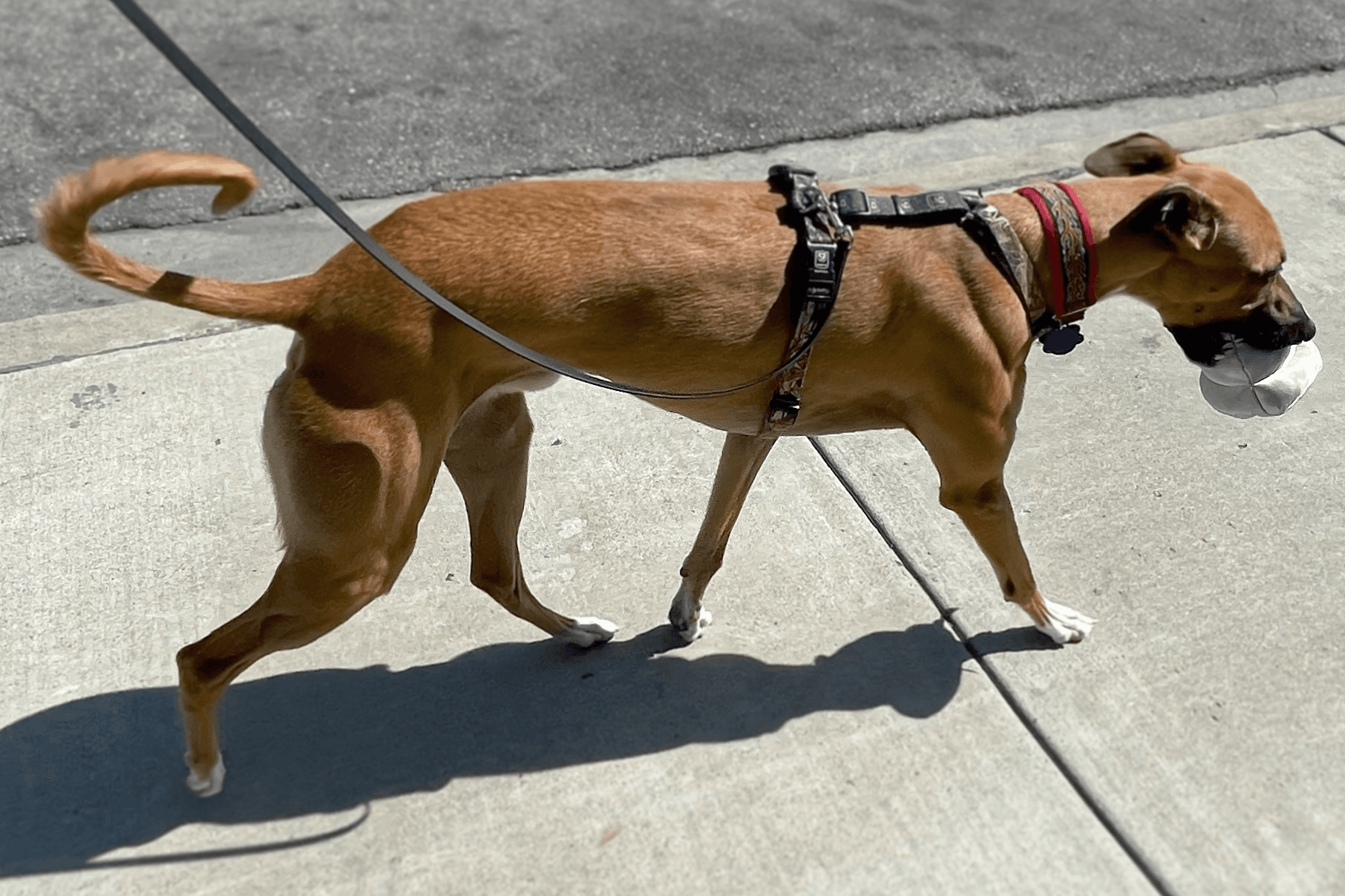 Blue 9 Pet Products Balance Harness