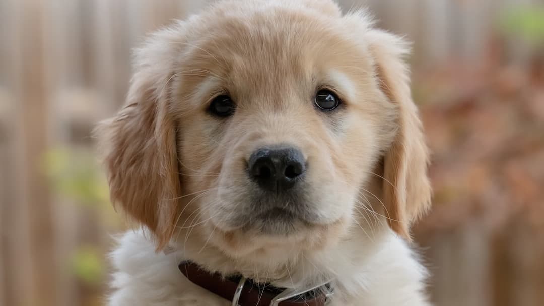 45 Minute Puppy/New Dog Prep Coaching Session