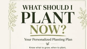 What Should I Plant Now?