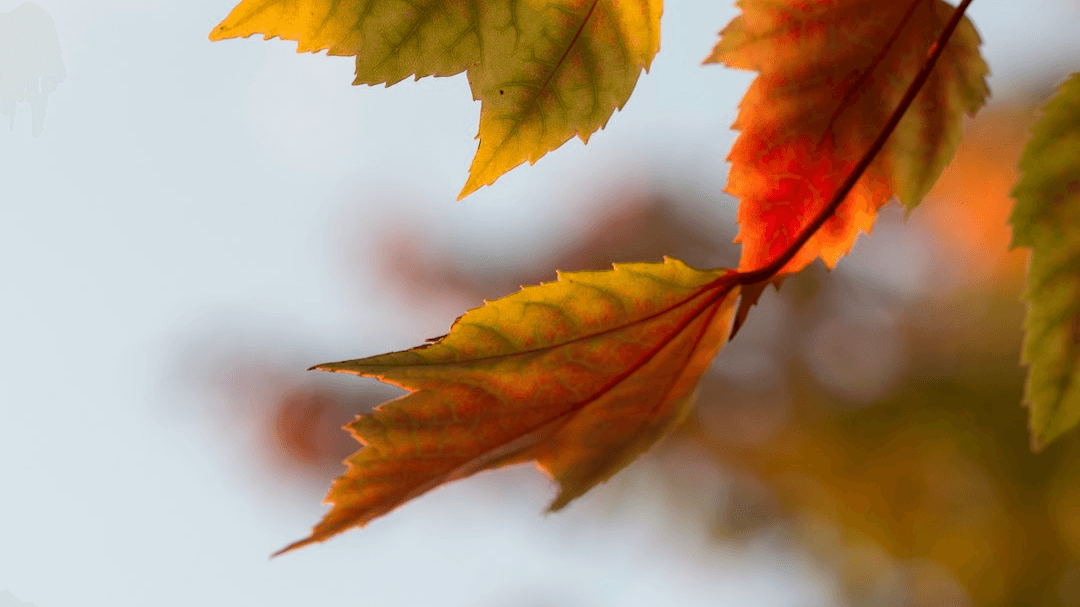 Fall Guide – Gilbert & Queen Creek