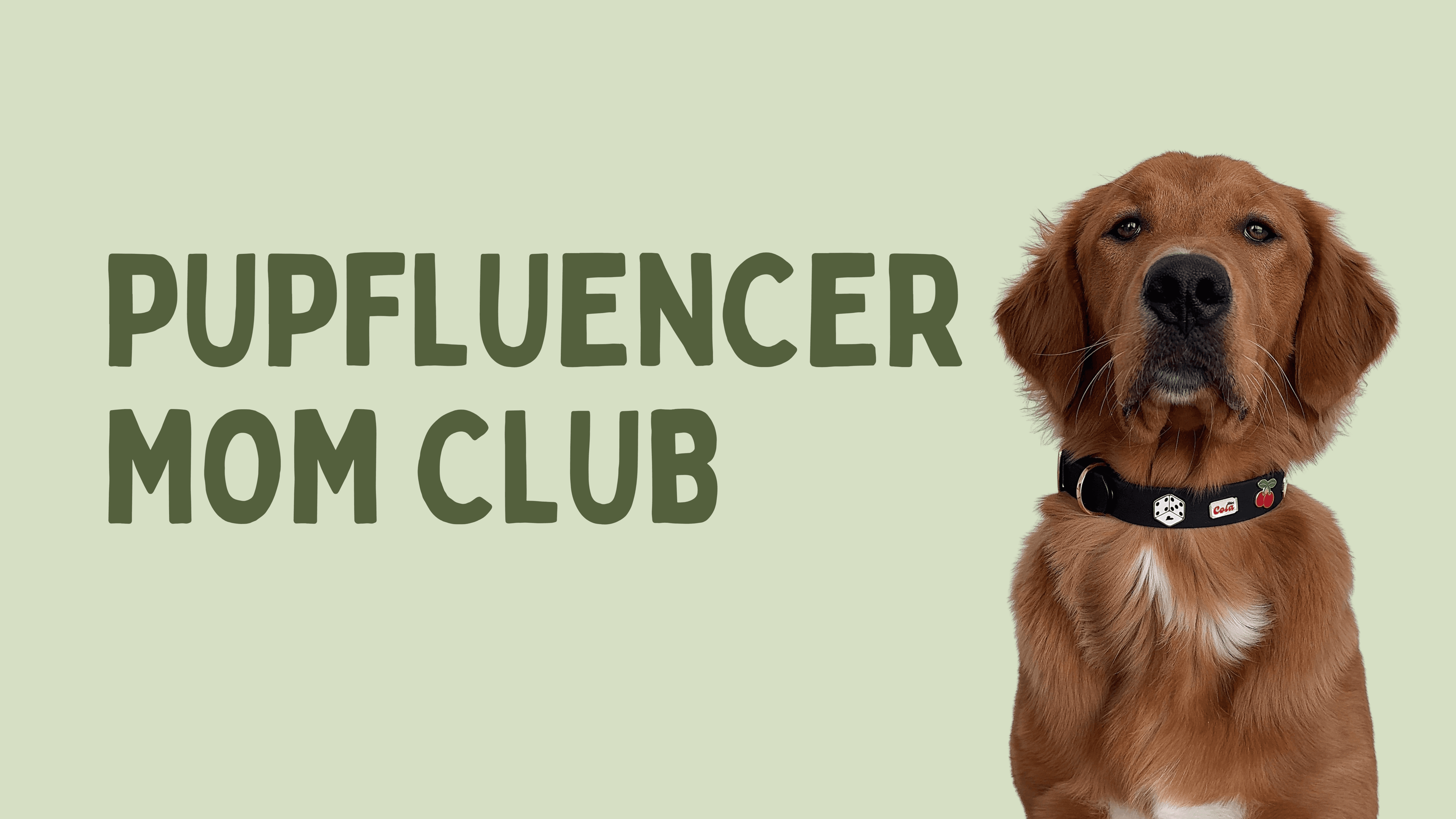 Make $10k a month with your pets social media