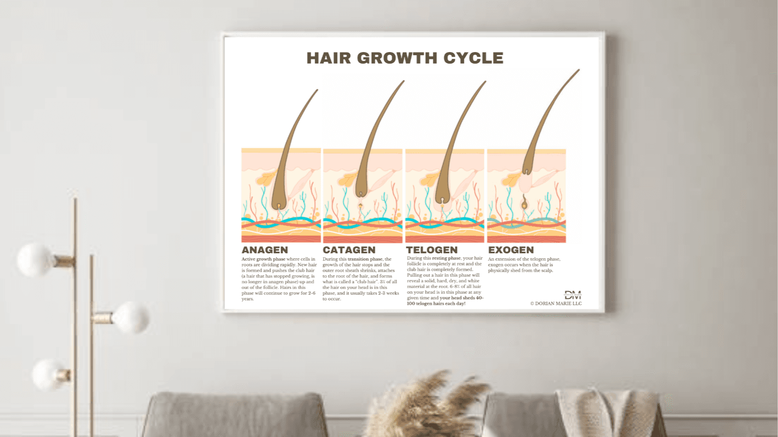 Hair Growth Cycle Poster