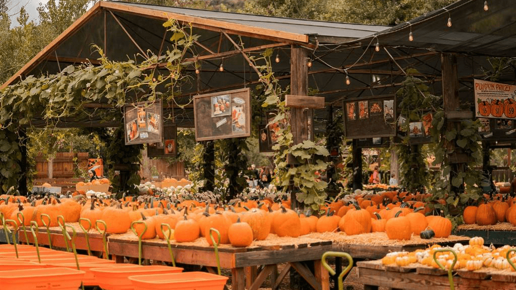 Get Your Free Pumpkin Patch Guide!