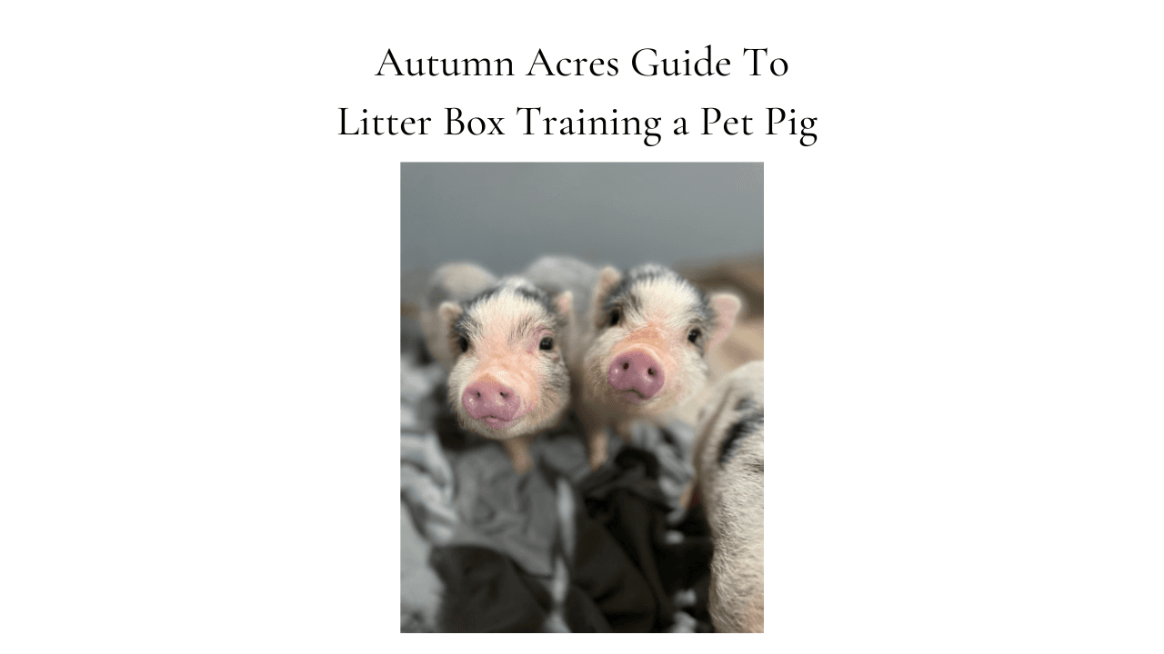 Guide to Litter Box Training Your Pet Pig