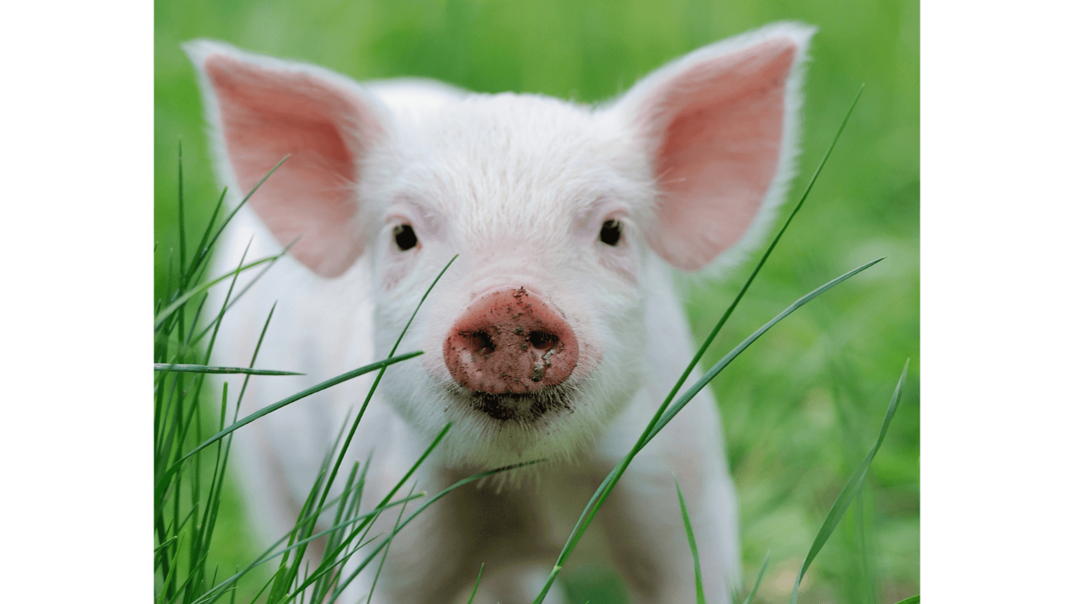 Piggy Parent Starter Kit