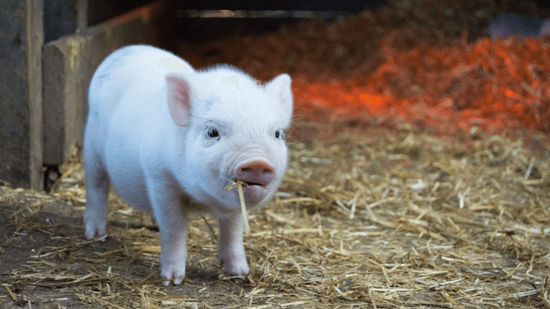 Move Your Pig Outside Checklist