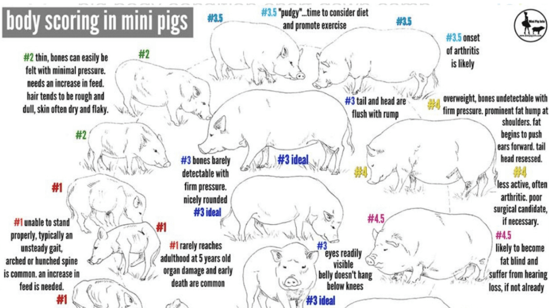 FREE Body Condition Chart