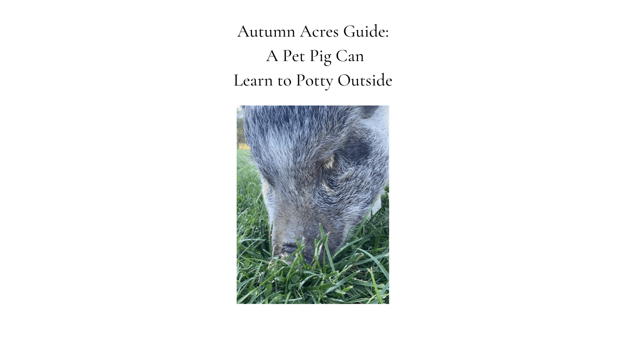A Pet Pig Can Learn to Potty Outside Guide