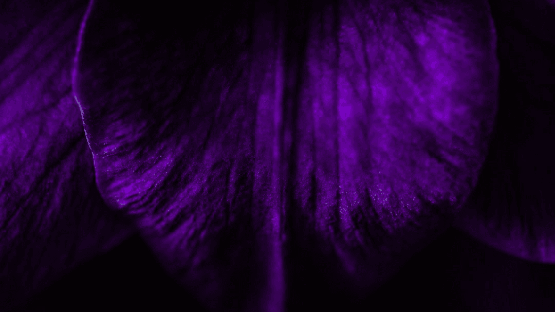 ππ SHADOW & LIGHT WEEKLY PULL ππ