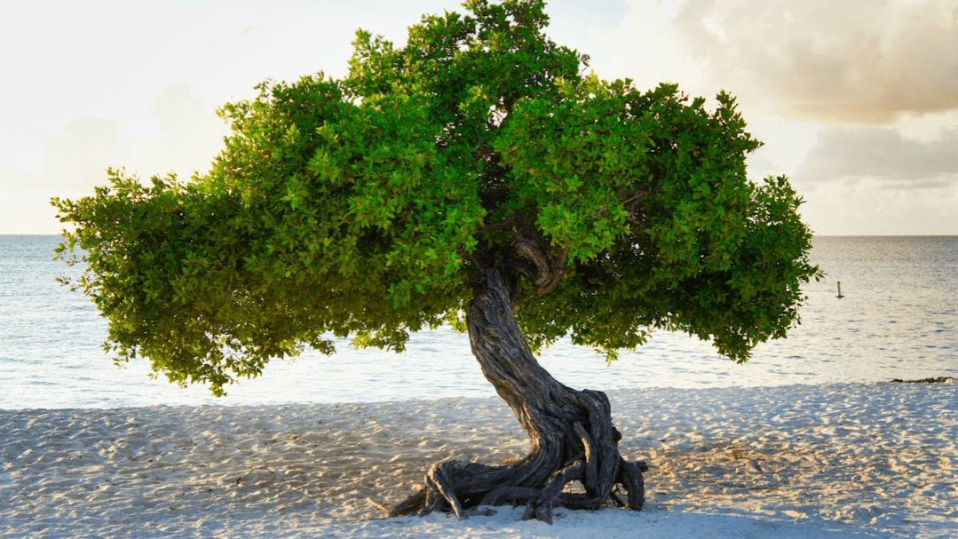 Earth Energies, Portals & Geomancy