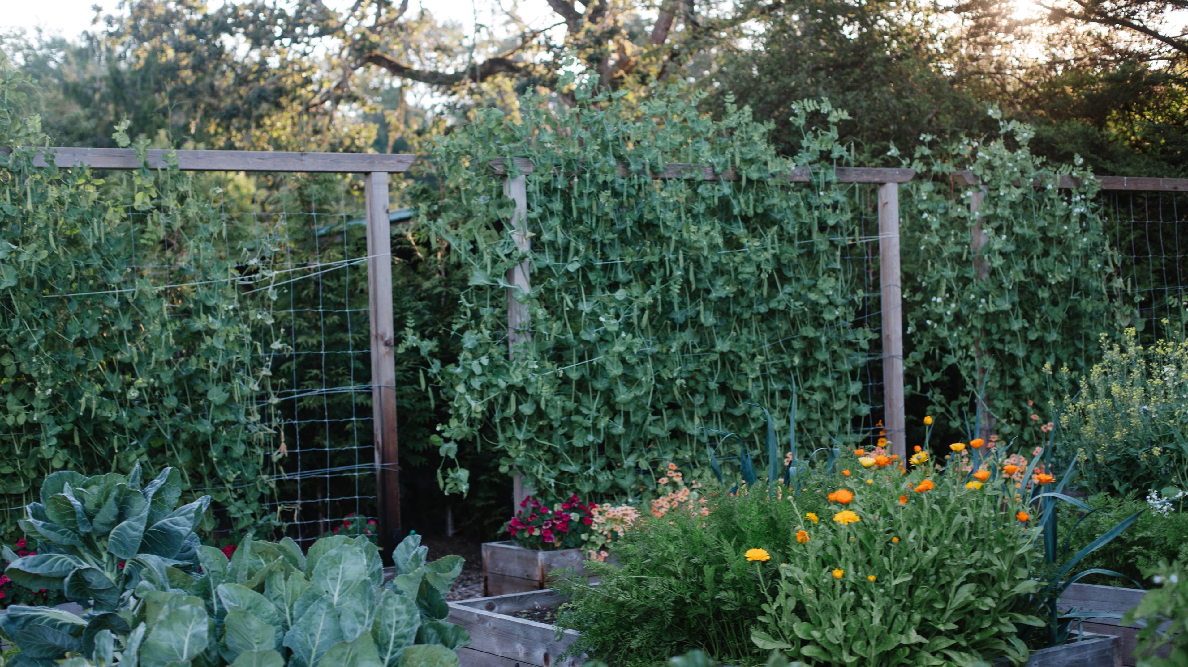 DIY Trellis for Vertical Gardening
