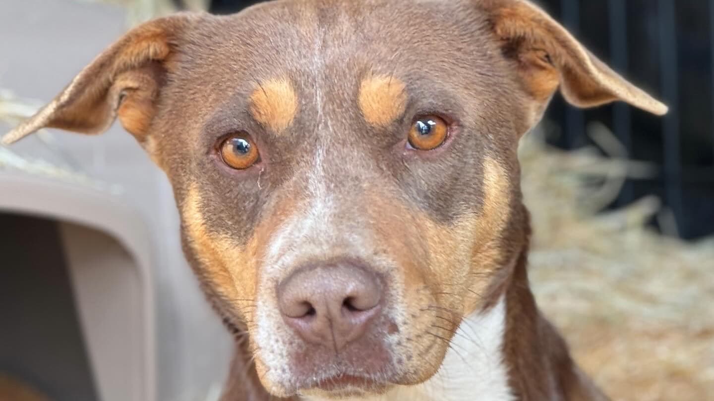 Virtual Fostering helps THU pups Thrive!