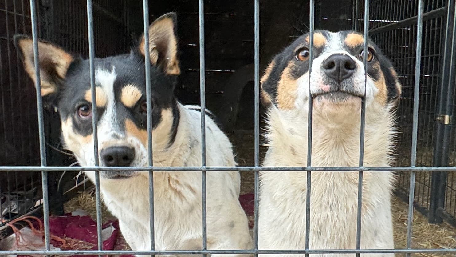 Virtual Fostering helps THU pups Thrive!