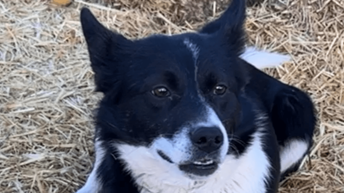 Virtual Fostering helps THU pups Thrive!