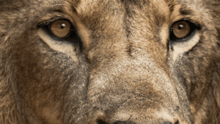 Get My Free Lionsgate Portal Opening