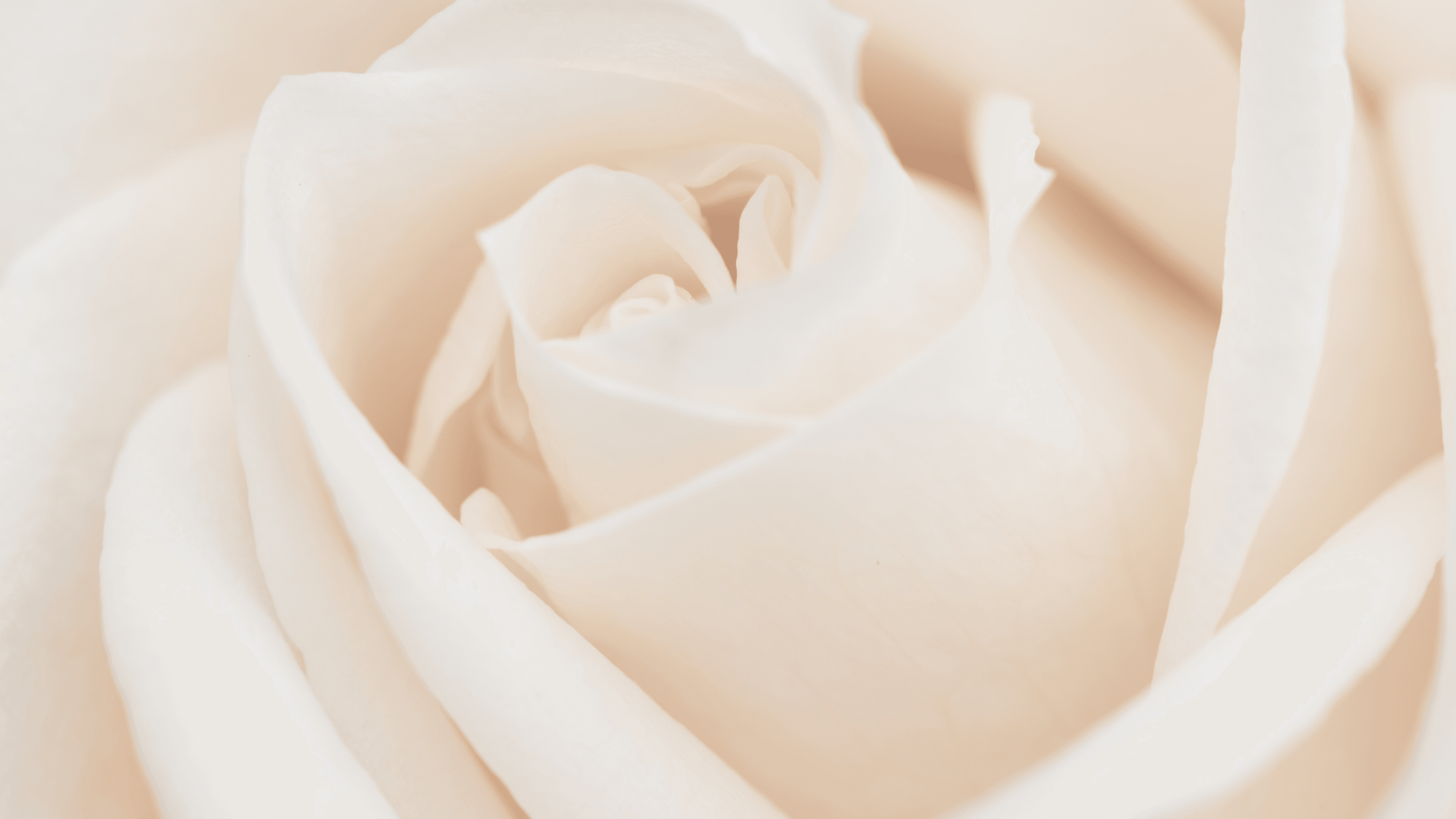 Get The Booked Bride Suite