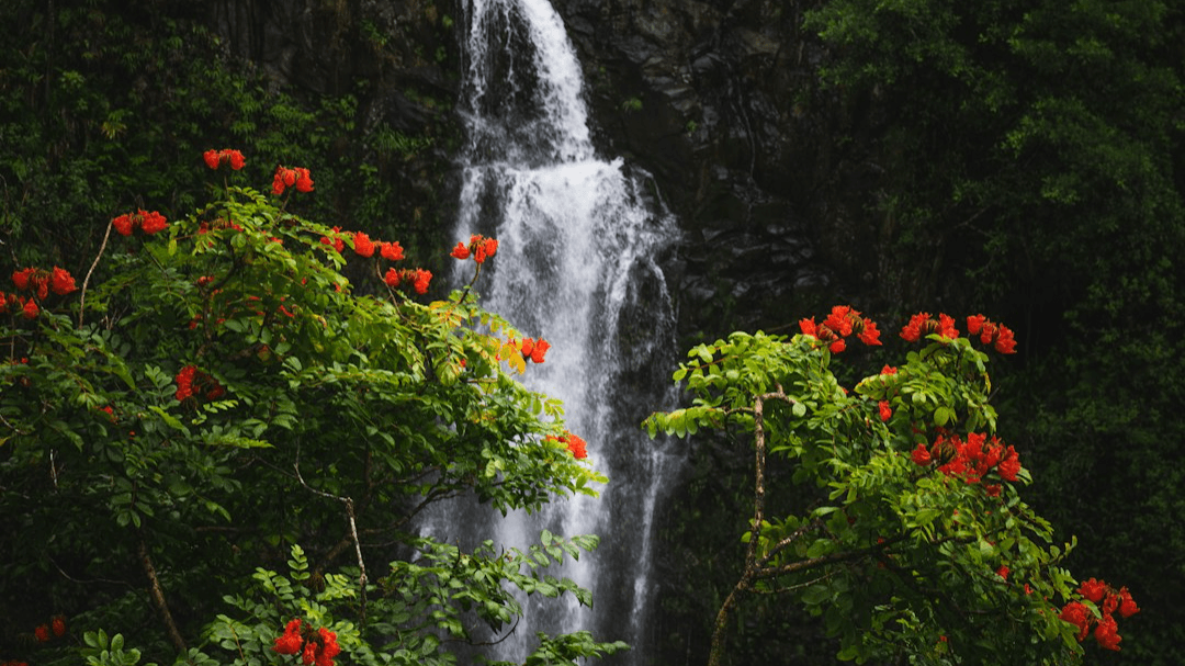 Uhiwai Ceremony: The Release