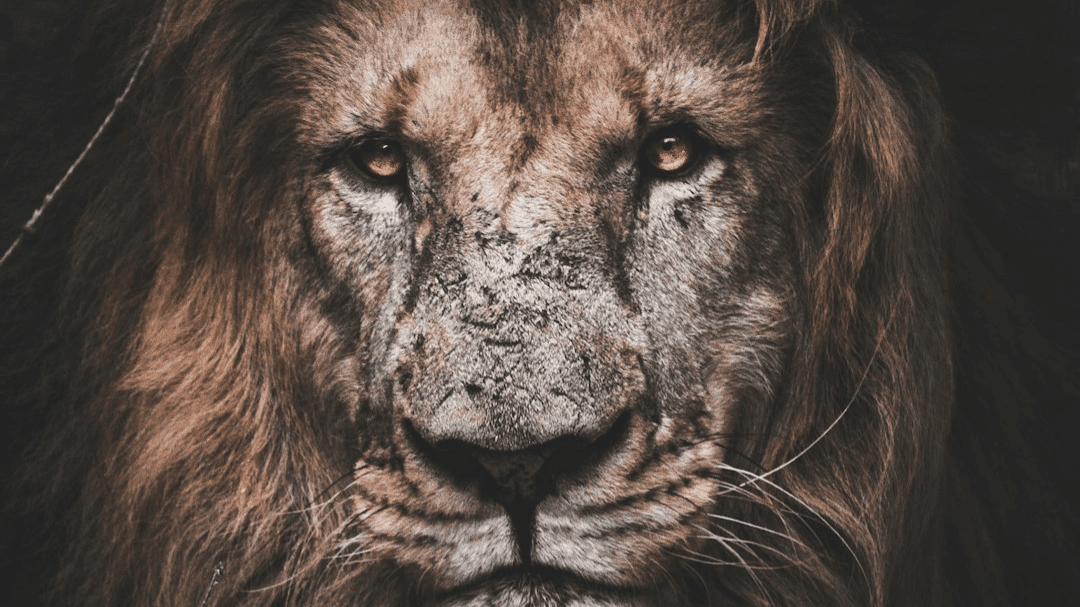 Somatic Coaching