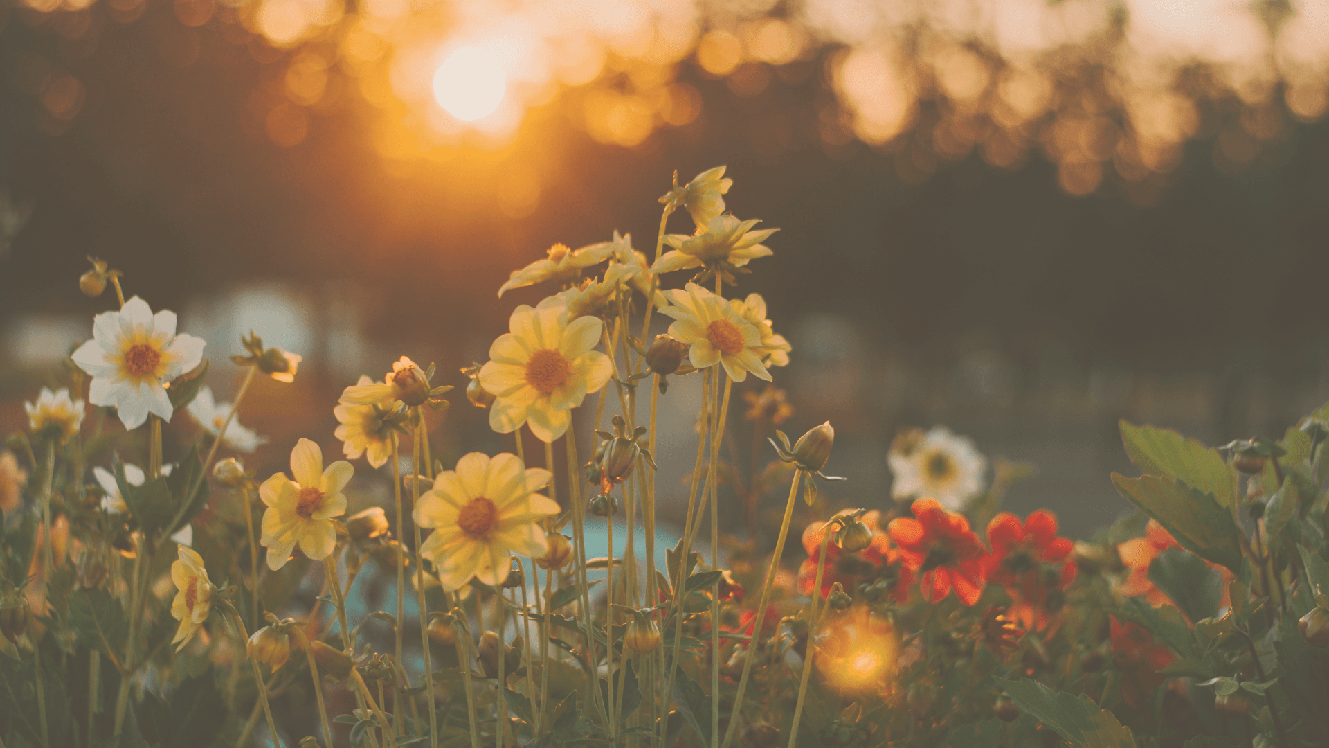 Worthiness In Bloom: 21 Day Aromatic Awakening