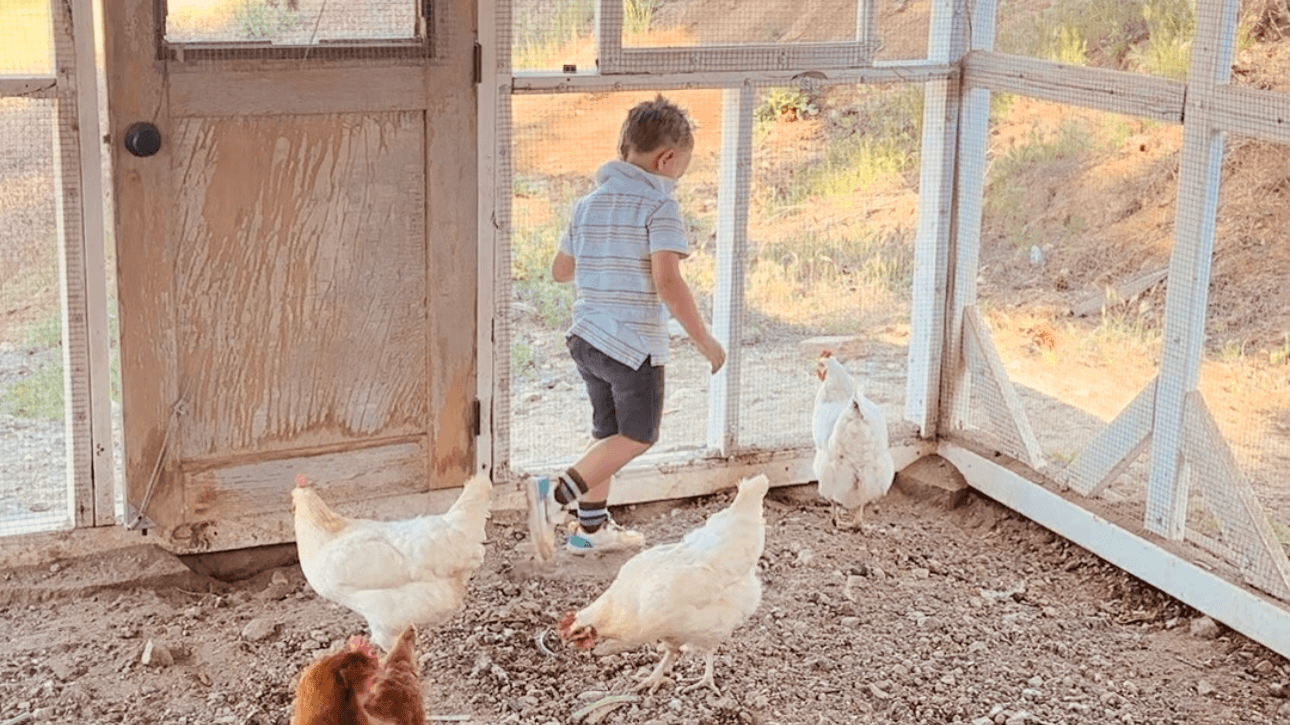 5. RAISING CHICKENS