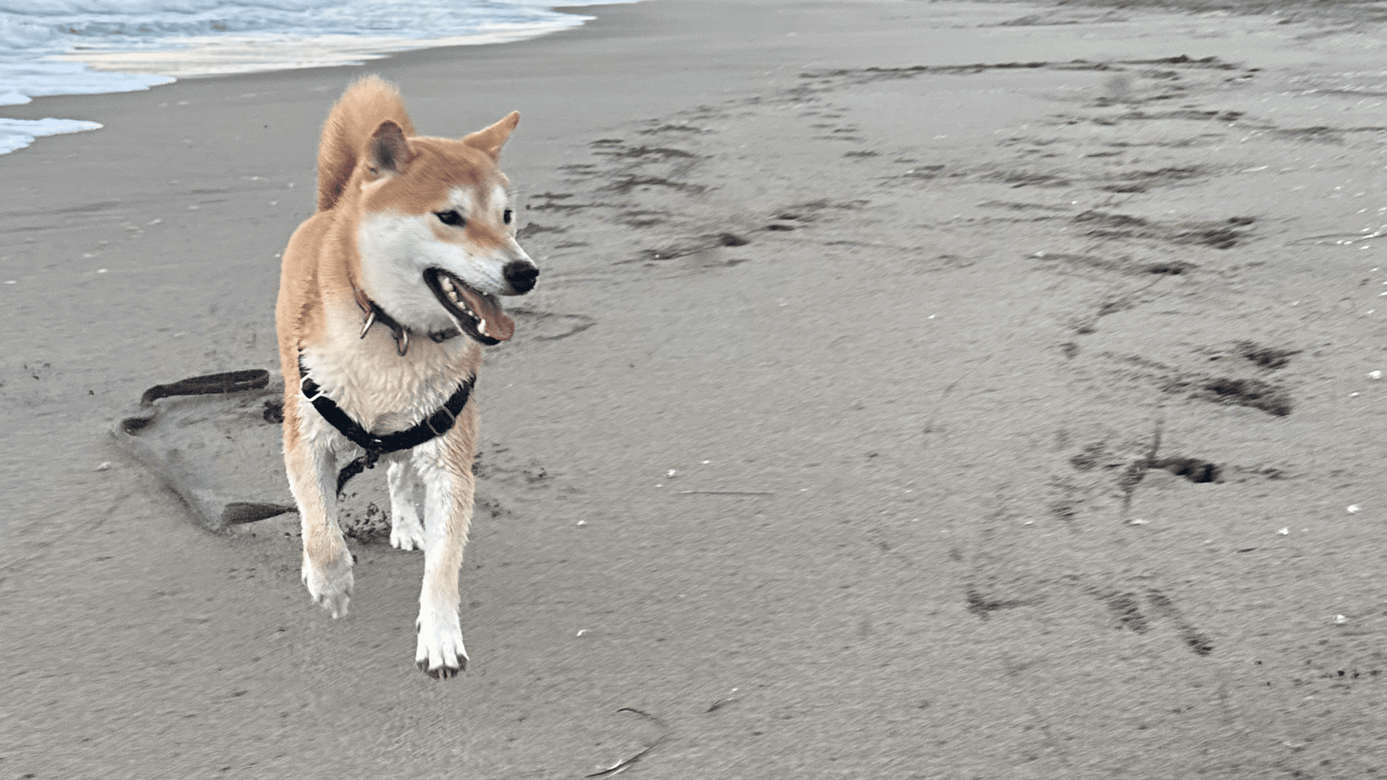 Stop Off-Leash INSANITY (ex: Body Slamming!)