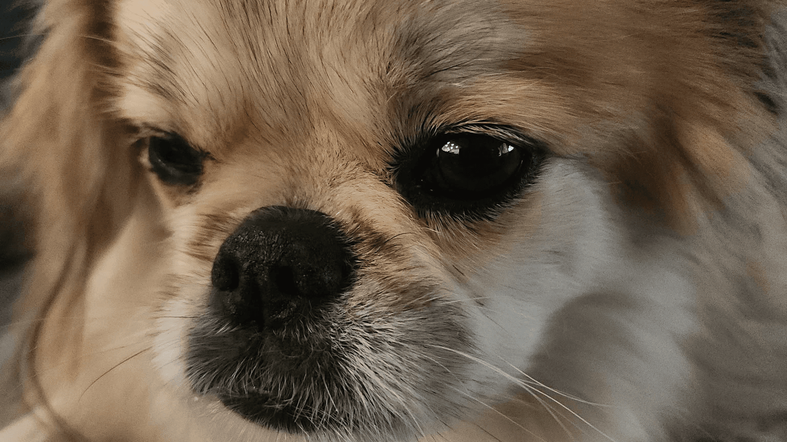 Dogs NEED to Dig! Easy ways to give them outlets!