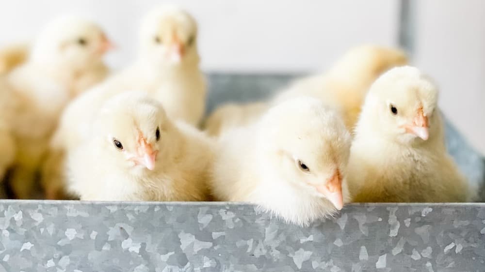 Chickens- The Gateway Animal Ebook