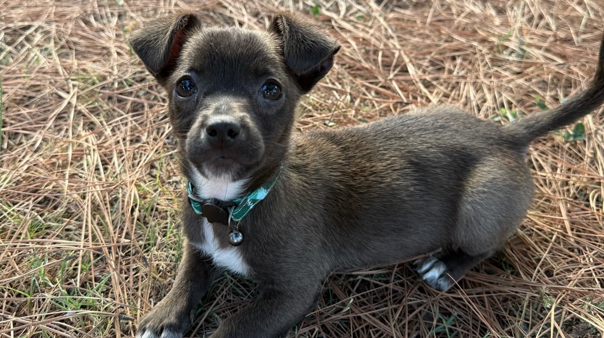 Puppy Development Board&Train